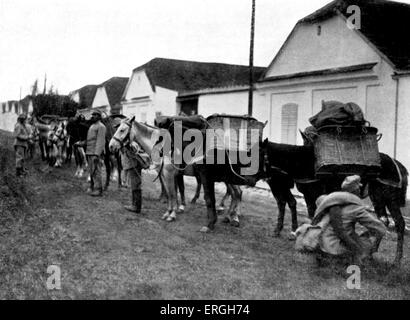 World War 1: Austro- Hungarian War Horses in the street of a Serbian village street, reading for marching. Published 4 November Stock Photo