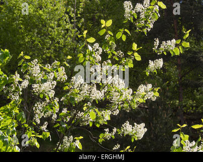 Prunus padus, Hackberry or European Bird Cherry, white flowers lace-like and scented in the spring sunlight Stock Photo