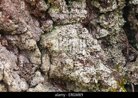 Thick bark on an old Silver Birch tree, Betula pendula, with some lichen attached. Stock Photo