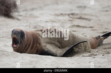 Hooker's sea lion , New Zealand sea lion sleeping resting on Surat Beach Catlins river New Zealand Stock Photo