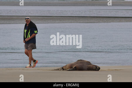 Tourist looking at Hooker's sea lion New Zealand sea lion Surat Beach Catlins river New Zealand Stock Photo