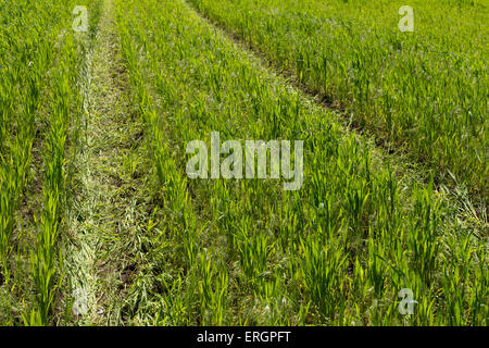 Wheel print on wheat field Stock Photo