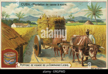 Sugar Plantation, Cuba, 19th century. Farmer drives oxen pulling a cart laden with sugar cane. From a recipe card for Liebig 's Stock Photo