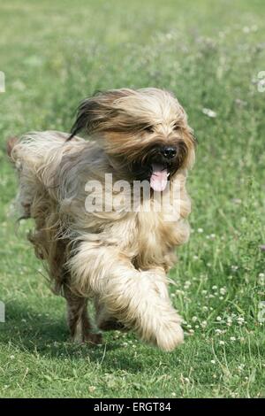 running Berger de Brie Stock Photo