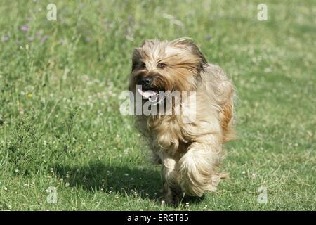 running Berger de Brie Stock Photo