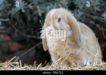 dwarf lop Stock Photo