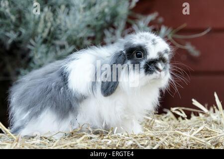 dwarf lop Stock Photo
