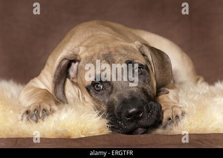 Dogo Canario Puppy Stock Photo