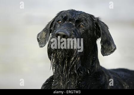 Giant Schnauzer Portrait Stock Photo