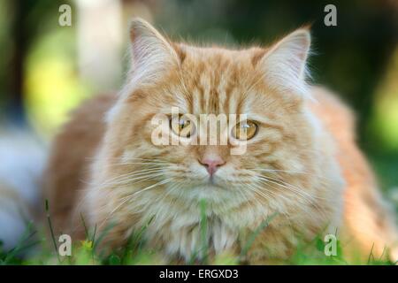 lying German Longhair Stock Photo