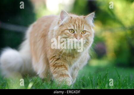 walking German Longhair Stock Photo