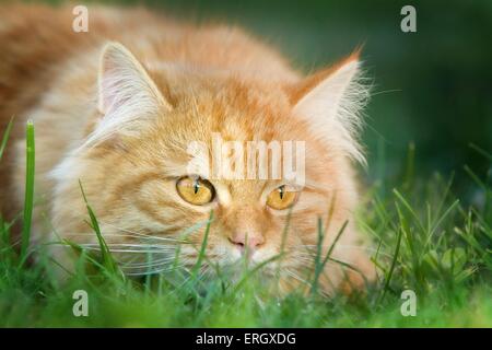 creeping German Longhair Stock Photo