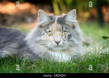 lying German Longhair Stock Photo