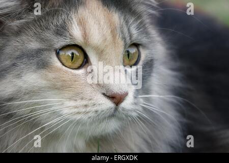 German Longhair face Stock Photo
