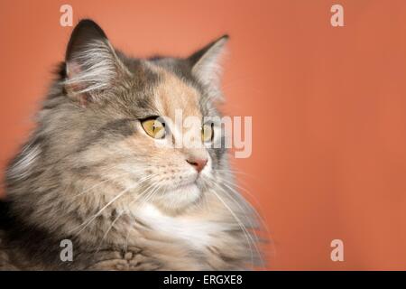 German Longhair Portrait Stock Photo
