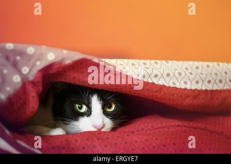 hiding domestic cat Stock Photo