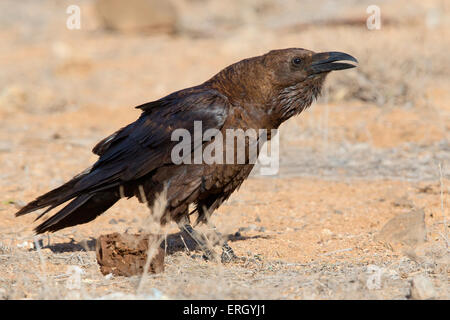 Brown-necked Raven Stock Photo