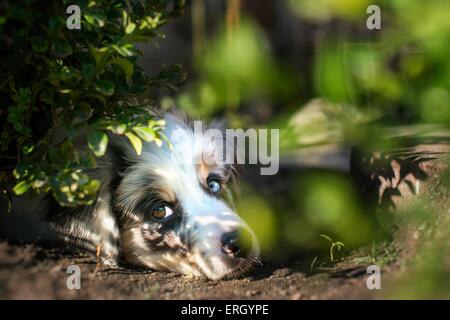 Australian Shepherd Puppy Stock Photo