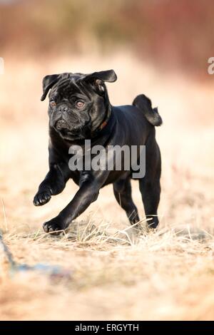 running-pug-ergyth.jpg