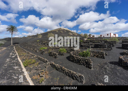 La Geria , Wine Region, Lanzarote, Spain Stock Photo