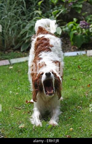 Irish red-and-white Setter Stock Photo