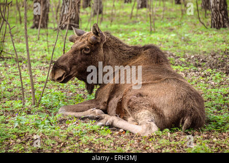 European moose lying in the spring  forest Stock Photo