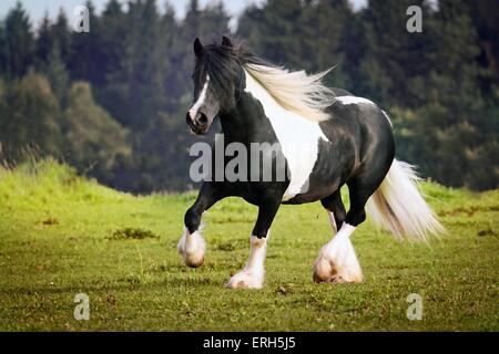 trotting Irish Tinker Stock Photo