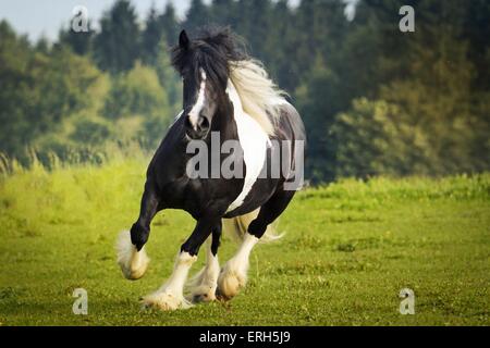 trotting Irish Tinker Stock Photo