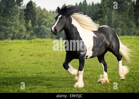 trotting Irish Tinker Stock Photo