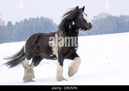 trotting Irish Tinker Stock Photo