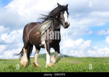 trotting Irish Tinker Stock Photo