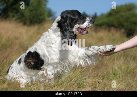 English Cocker Spaniel gives paw Stock Photo