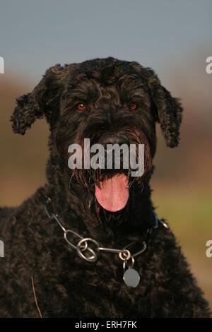 Black Russian Terrier Portrait Stock Photo