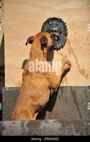 drinking German Boxer Stock Photo