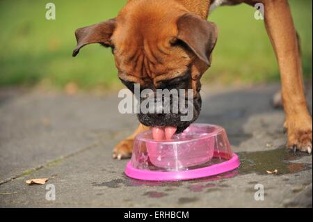 drinking German Boxer Stock Photo