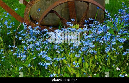 Forget-me-not. Rathburne House Stock Photo