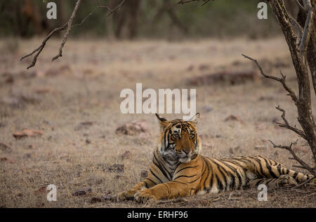 A tiger sitting in the shade under a tree Stock Photo