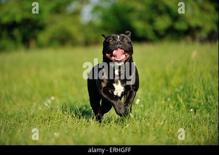 running Olde English Bulldog Stock Photo