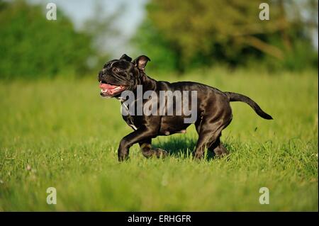 running Olde English Bulldog Stock Photo