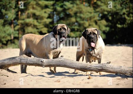 Old English Mastiffs Stock Photo