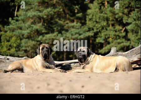 Old English Mastiffs Stock Photo