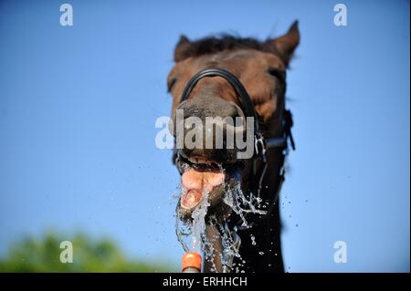 drinking Mecklenburg Warmblood Stock Photo