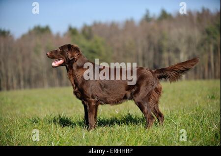 standing Flat Coated Retriever Stock Photo
