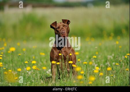 sitting American Pit Bull Terrier Stock Photo