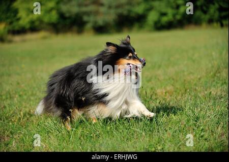 playing Shetland Sheepdog Stock Photo
