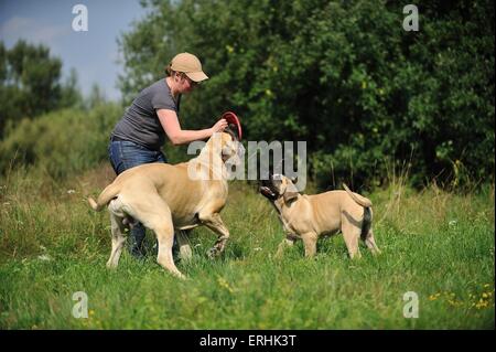 2 Old English Mastiffs Stock Photo