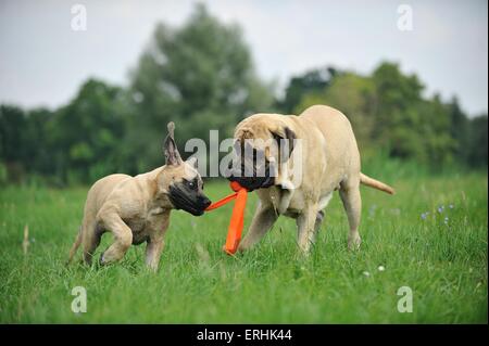 2 Old English Mastiffs Stock Photo