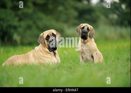 2 Old English Mastiffs Stock Photo