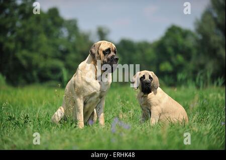 2 Old English Mastiffs Stock Photo