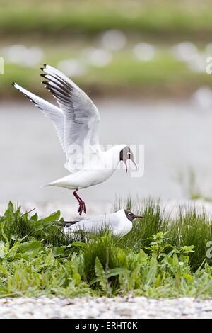 common black-headed gulls Stock Photo